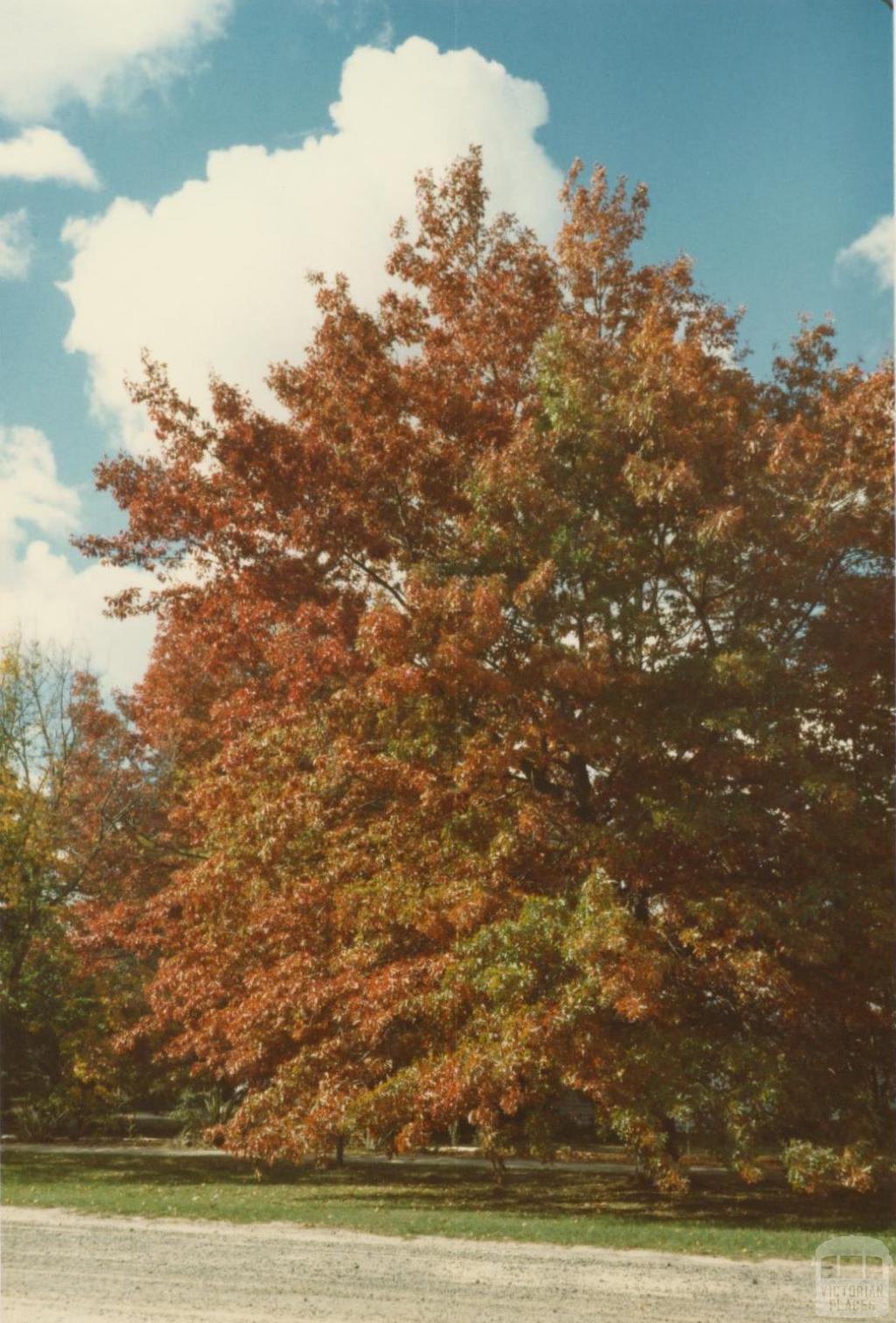 Autumn, Woodend, 1980