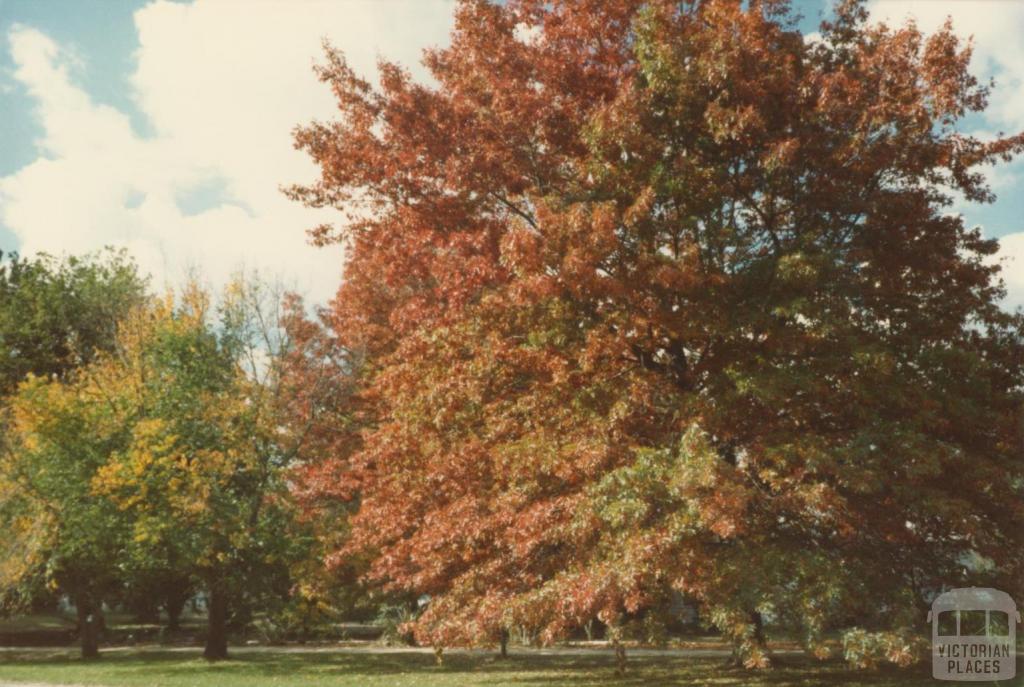 Autumn, Woodend, 1980