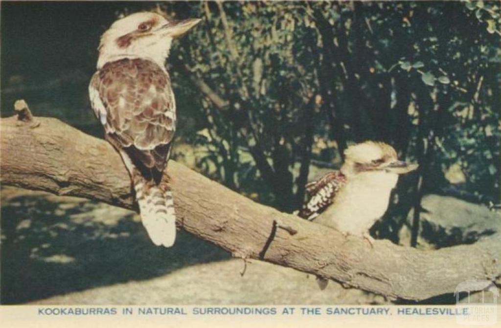 Kookaburras in natural surroundings at the Sanctuary, Healesville