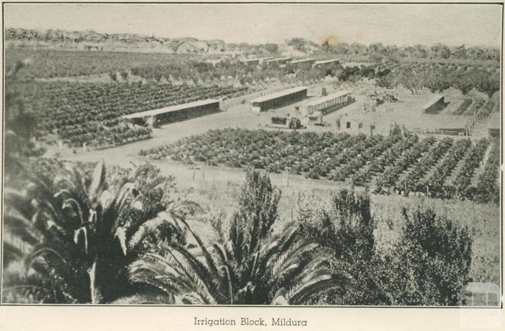 Irrigation Block, Mildura, 1948