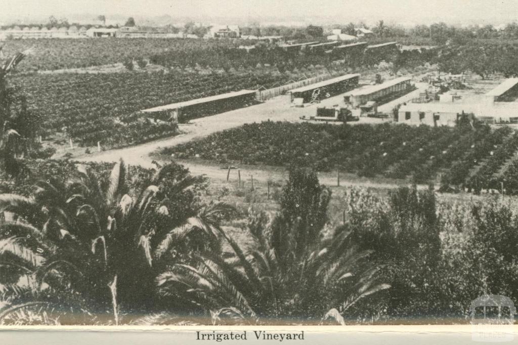 Irrigated Vineyard, Mildura