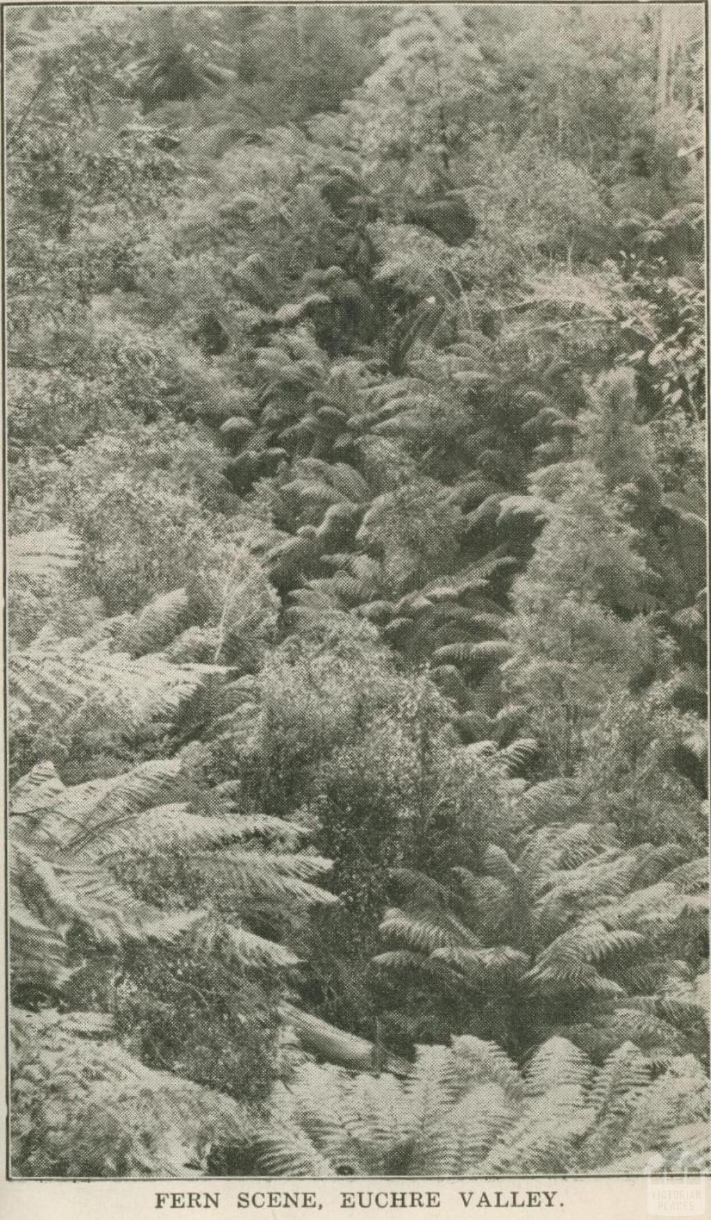 Fern Scene, Euchre Valley, 1947
