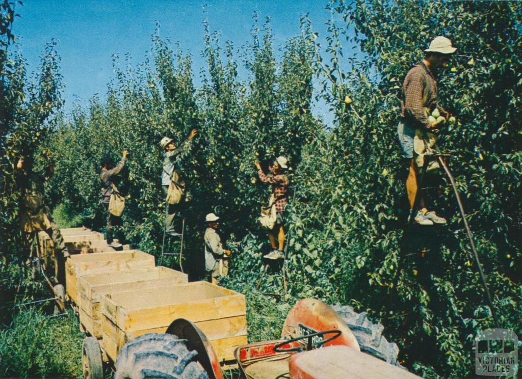 Pear picking at Zurcas Orchard, Shepparton