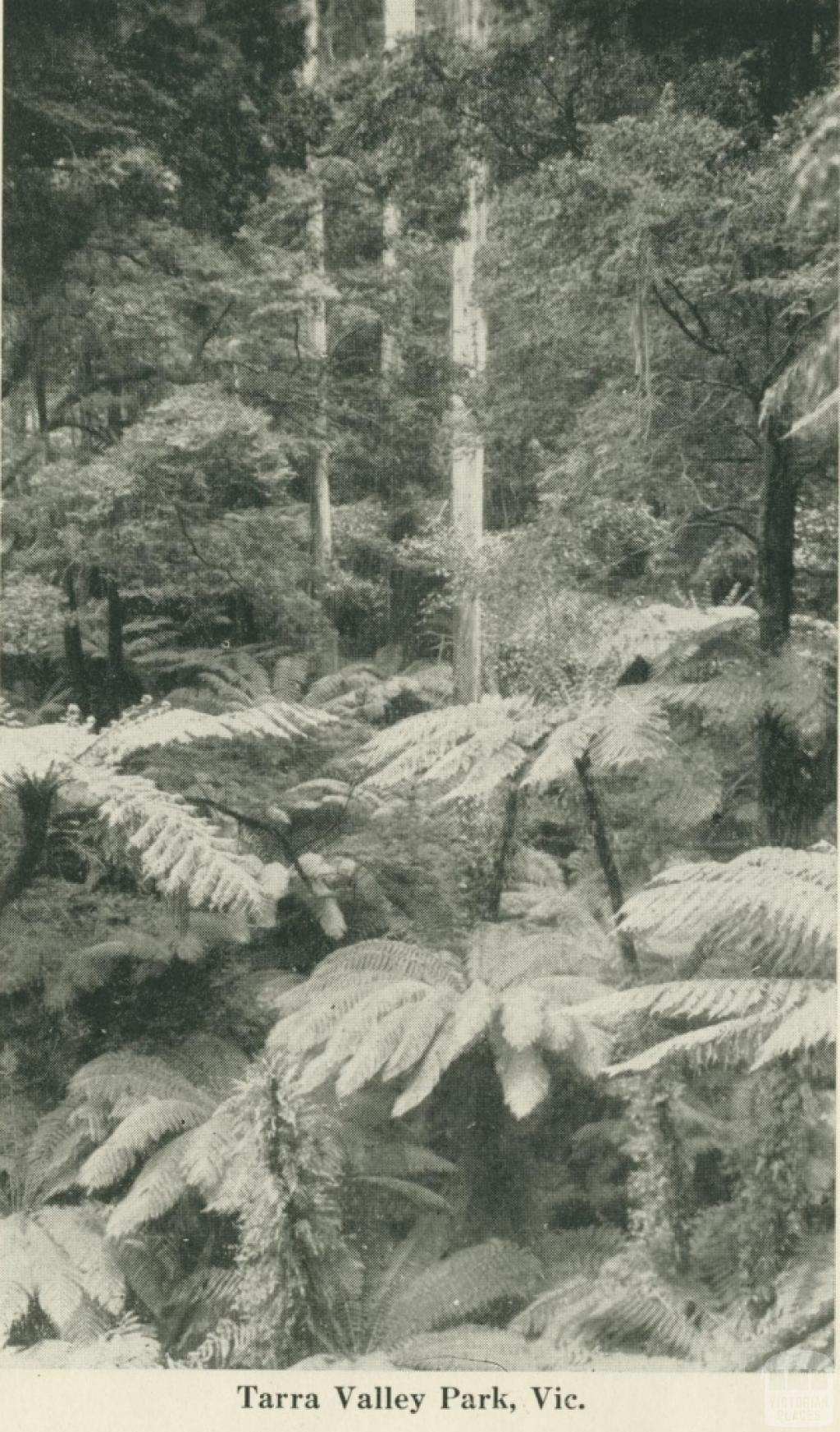 Tarra Valley Park, 1949