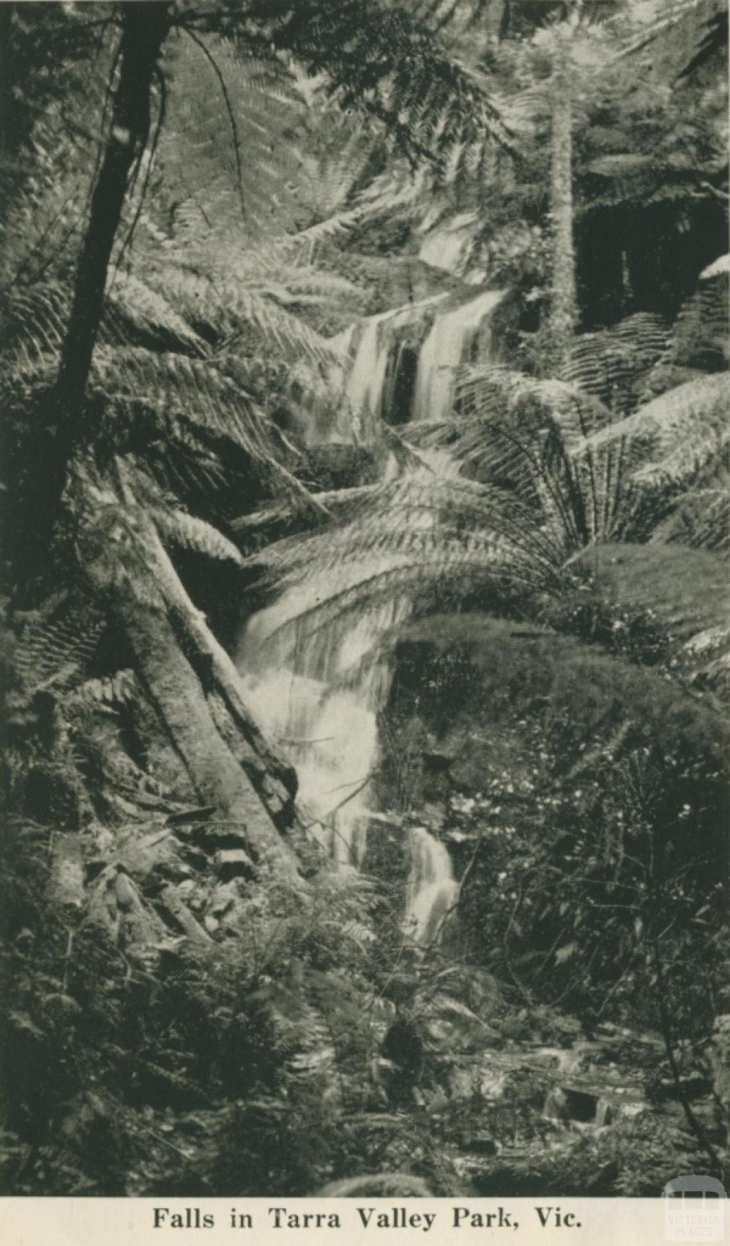 Falls in Tarra Valley Park, 1949