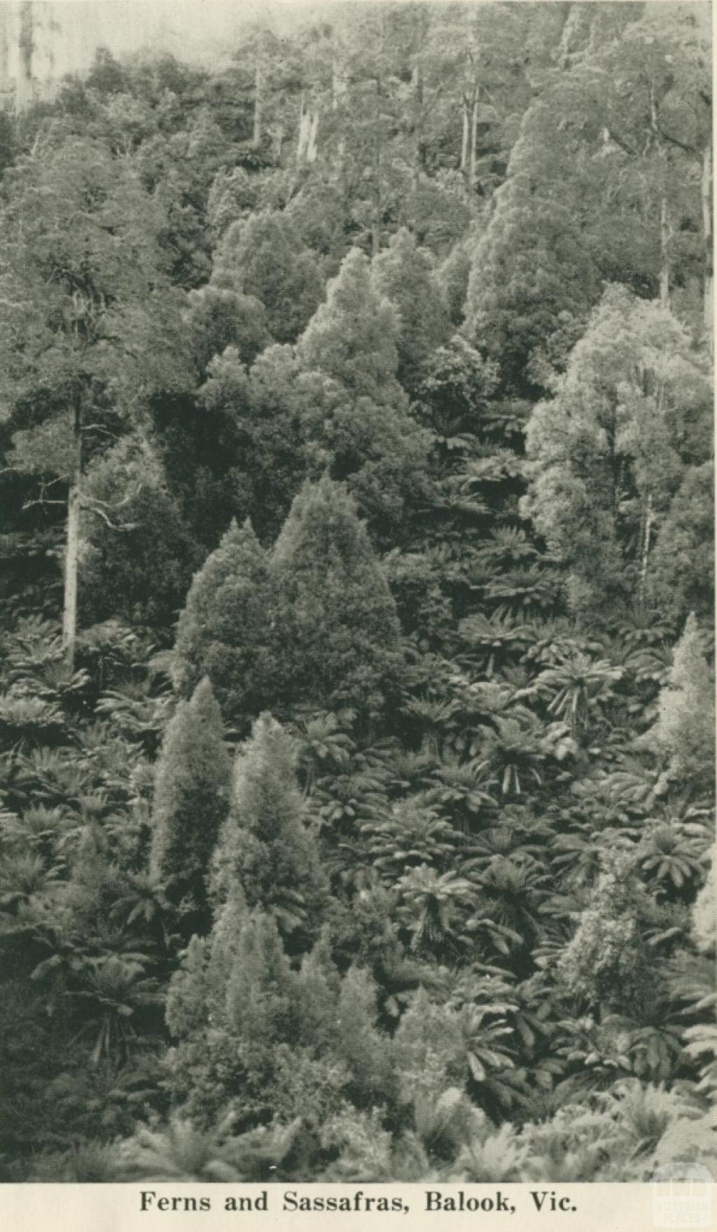 Ferns and Sassafras, Balook, 1949