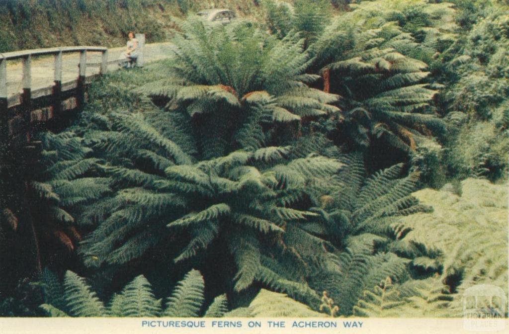 Picturesque ferns on the Acheron Way, Warburton