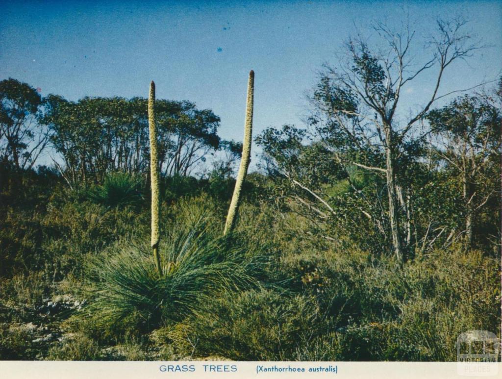 Grass trees, Wimmera