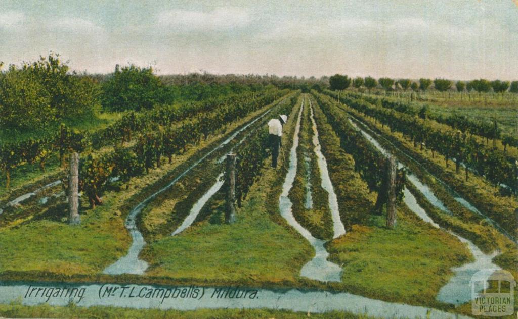 Irrigating (Mr T.L. Campbell's) Mildura