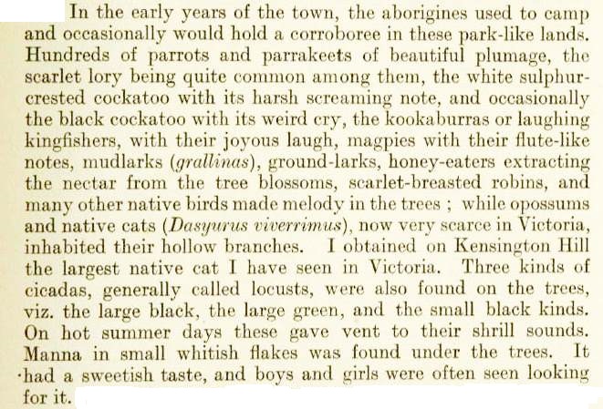 In the early years of the town, the aborigines used to camp and occasionally would hold a corroboree in these park-like lands. Hundreds of parrots and parakeets of beautiful plumage, the scarlet lory being quite common among them, the white sulphur-crested cockatoo with its harsh screaming note, and occasionally the black cockatoo with its weird cry, the kookaburras or laughing kingfishers, with their joyous laugh, magpies with their flute-like notes, mudlarks (grallinas), ground-larks, honey-eaters extracting the nectar from the tree blossoms, scarlet-breasted robins, and many other native birds made melody in the trees; while opossums and native cats (Dasyurus viverrimus), now very scarce in Victoria, inhabited their hollow branches. I obtained on Kensington Hill the largest native cat I have seen in Victoria. Three kinds of cicadas, generally called locusts, were also found on the trees, viz. the large black, the large green, and the small black kinds. On hot summer days there gave vent to their shrill sounds. Manna in small whitish flakes was found under the trees. It had a sweetish taste, and boys and girls were often seen looking for it.